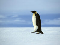 Weddell Sea Emperor Penguin_PolarNews