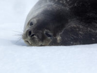 Weddell Seal_Wim van Passel