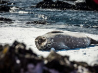 Weddell seal, Antarctica © Dietmar Denger - Oceanwide Expeditions.jpg_Dietmar Denger