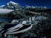 Whale skeleton_Franco Banfi