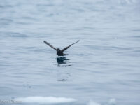 Wilson's Storm Petrel © Arjen Drost, Natureview - Oceanwide Expeditions.jpg_Arjen Drost