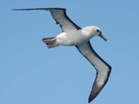 Yellow-nosed Albatross, Atlantic Odyssey © Erwin Vermeulen-Oceanwide Expeditions (3).jpg_Erwin Vermeulen