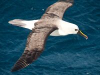 Yellow-nosed Albatross, Atlantic Odyssey © Erwin Vermeulen-Oceanwide Expeditions (4).jpg_Erwin Vermeulen