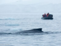 Zodiac cruise, Humpback whale near Kinnes Cove © Arjen Drost, Natureview - Oceanwide Expeditions.JPG_Arjen Drost