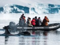 Zodiac cruising with Orca whales - Oceanwide Expeditions.jpg_Unknown Photographer