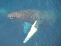 gallery_destination_antarctic_peninsula_humpback_(c)_erwin_vermeulen-oceanwide_expeditions_(3).jpg_Erwin Vermeulen