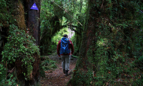 Tepuhueico Park: The Tangled Chilote Forest