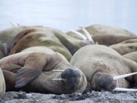 svalbard_walruss_poolepynten, June © elke lindner-oceanwide expeditions (1).jpg_Elke Lindner